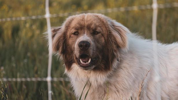 Großer brauner Hund steht vor einem Drahtzaun