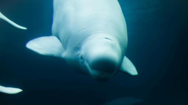 Aquarium in China: Beluga-Wal biss Taucher in die Beine: Sie konnten sich befreien.