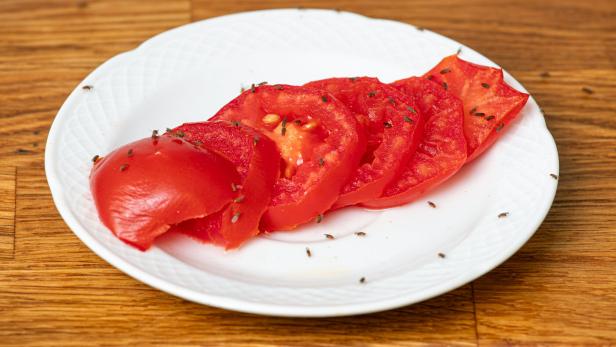 Fruchtfliegen machen sich über überreife Früchte – hier etwa Tomatenscheiben – besonders gerne her.