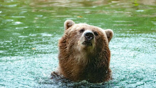 Grizzlybär attackiert Eishockey-Mannschaft in Alaska.