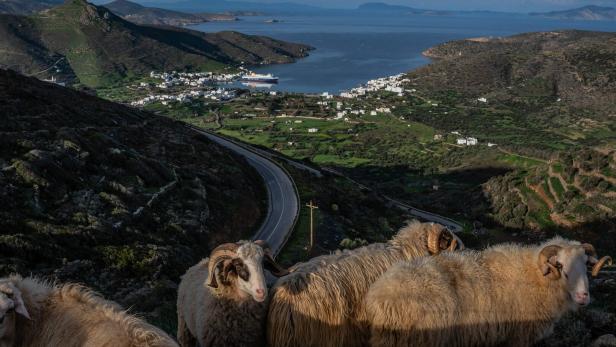 Eine Schafherde auf Kreta