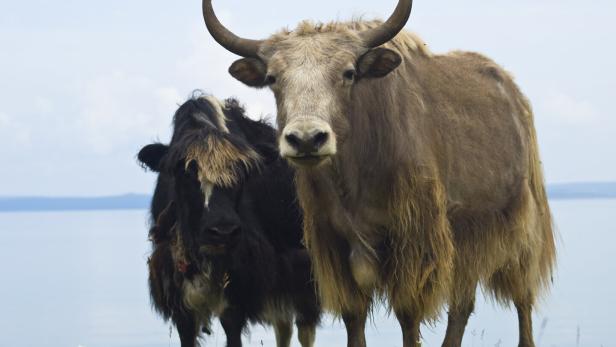 Zwei Yaks in der Mongolei