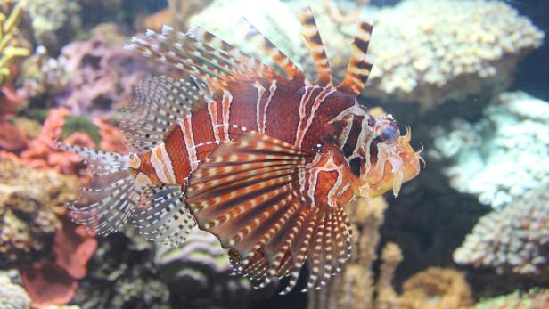 Ein Rotfeuerfisch schwimmt in einem Aquarium.