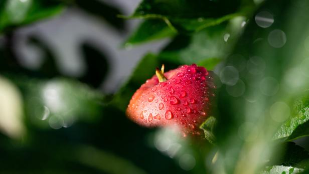 Apfel mit Wassertropfen an einem Baum 
