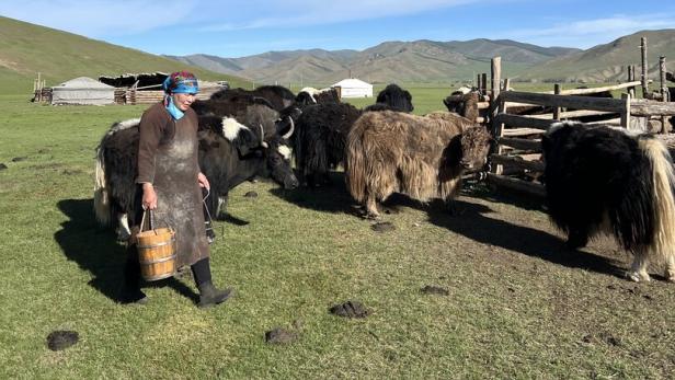 Mongolische Nomadin geht über eine Wiese neben ihren Yaks mit einem Kübel Wasser