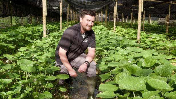 Lee McKendrick auf der Wasabi-Farm.