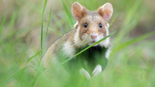 Europäischer Hamster sitzt in einer Wiese