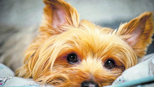 Ein brauner Yorkshire Terrier liegt krank im Bett.