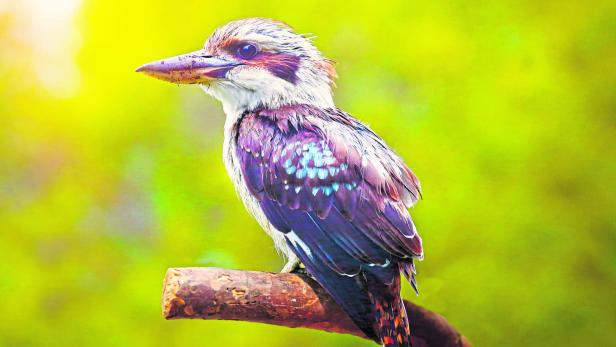 Ein australischer Eisvogel sitzt auf einem Ast.