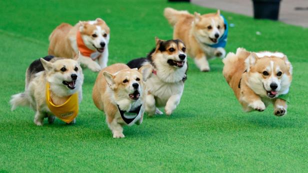 TOPSHOT-LITHUANIA-LIFESTYLE-ANIMAL-DOGS-CORGIS