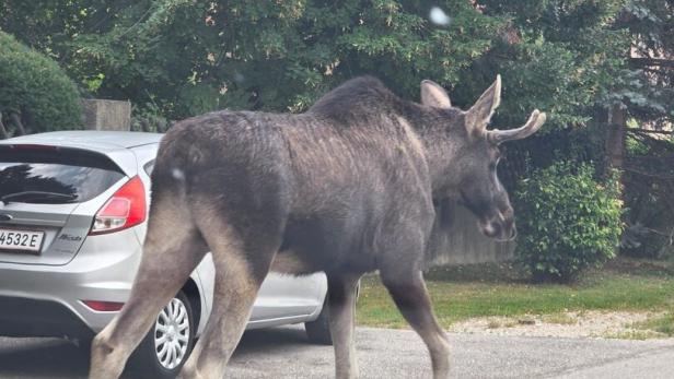 Elch spaziert auf Straße, im Hintergrund ein Pkw