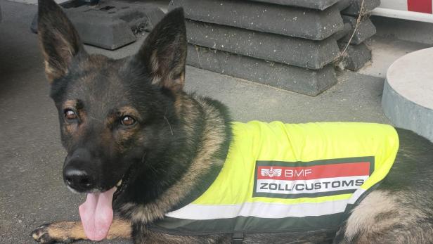 Diensthund des Zolls bei Einsatz