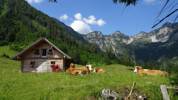 Almhütte mit Kühen