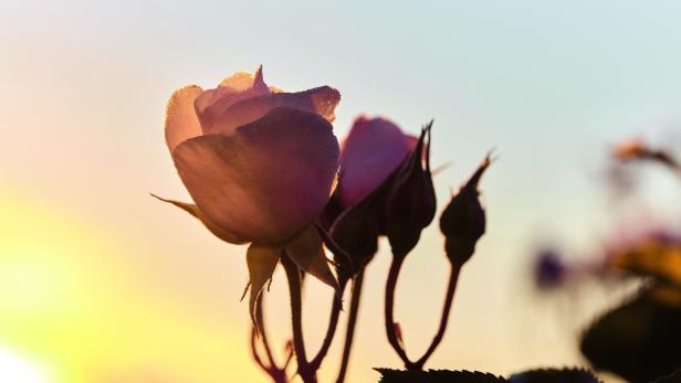 Eine rosa Rose und Knospen im sanften Morgenlicht.