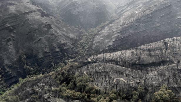Aftermath of a forest fire in northwestern Spain