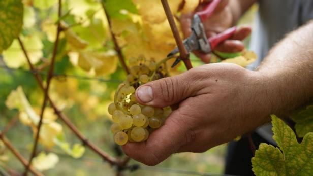 Weinlese von weißen Trauben