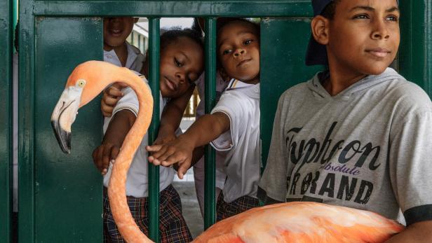 Bob der Flamingo ist regelmäßig in den Schulen von Curaçao unterwegs. 