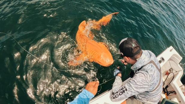 Orangefarbener Hai wird von einem Fischer aus dem Meer gezogen