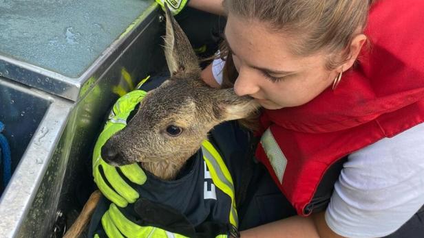 rehkitz, das von der Feuerwehr aus der Donau gerettet wird