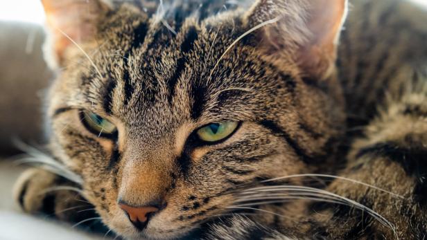 Cat Eine getigerte Katze liegt auf dem Sofa und kneift die gelben Augen zusammen.