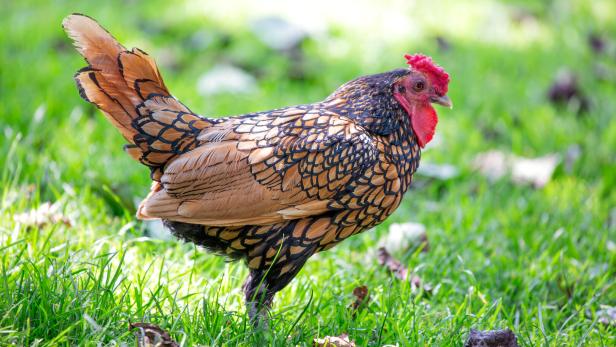 Hübsche Rassehühner wie das Sebright gibt es beim Züchter. Ein zweifärbig gefiedertes Huhn der Rasse Sebright steht in der Wiese.
