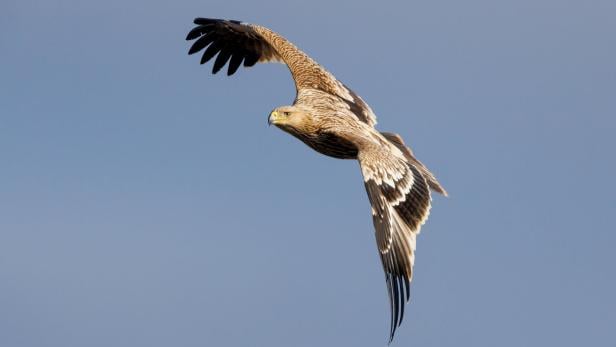 Kaiseradler im Flug