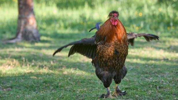 Hühner können Stolz empfinden. Ein Huhn im rot-schwarzen Federkleid geht mit gespreizten Flügeln über die Wiese..