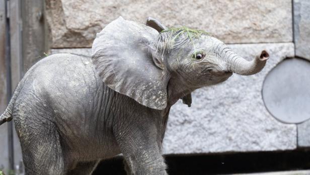 Elefantenbaby im Gehege im Tiergarten Schönbrunn