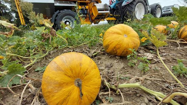 ++ THEMENBILD ++ STEIRISCHE KÜRBISERNTE WIRD HEUER UNTERDURCHSCHNITTLICH IM ERTRAG: KÜRBIS Kürbisse auf dem Feld mit Traktor