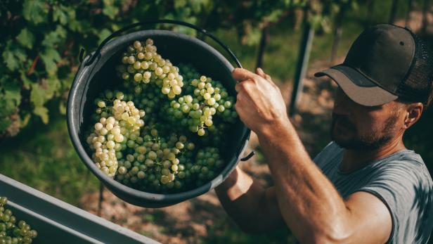 Ein Winzer mit einem Kübel voll Trauben bei der Ernte.