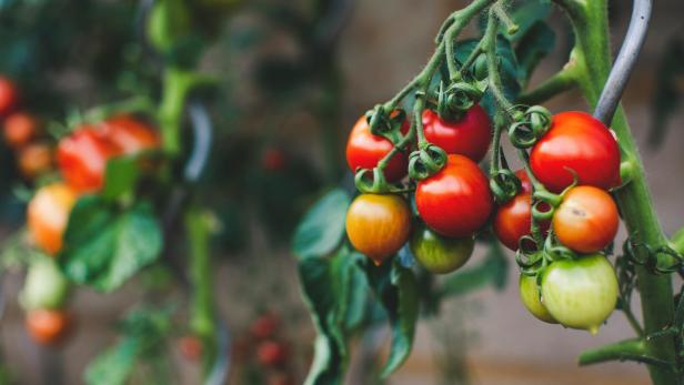 Reife Tomaten wachsen in einem Gewächshaus, umgeben von grünen Blättern und optimalen Wachstumsbedingungen.