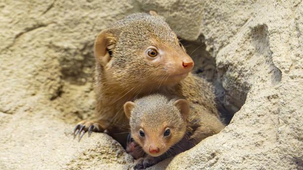 ++ HANDOUT ++ WIEN: VIER ZWERGMANGUSTEN-JUNGTIERE IM TIERGARTEN SCHÖNBRUNN VIER ZWERGMANGUSTEN-JUNGTIERE IM TIERGARTEN SCHÖNBRUNN