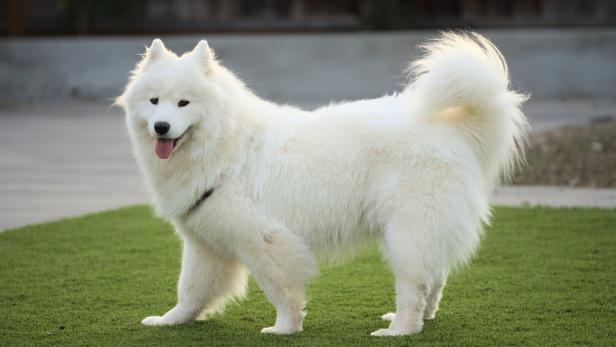 Samojede Hund Samojede Hund