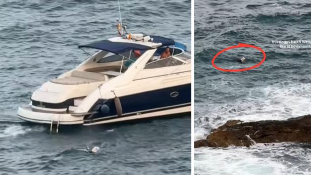 Yacht Hund wird von Yacht ins Meer geworfen