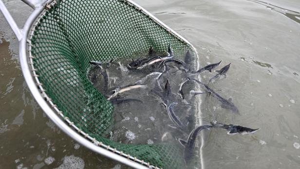 Artenschutz: 300.000 Störe in der Donau ausgewildert