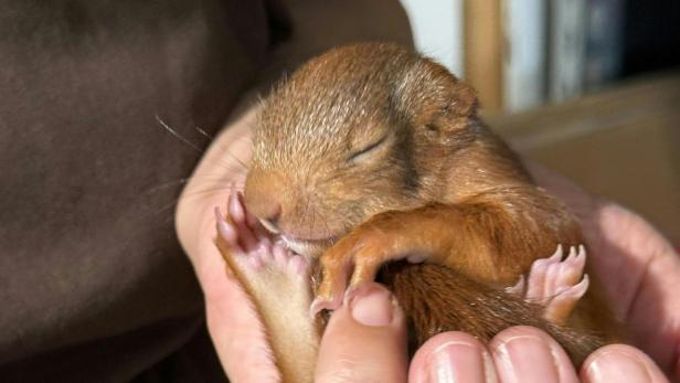 ++ HANDOUT ++ NIEDERÖSTERREICH: BLUTENDES EICHHÖRNCHENBABY GERETTET Ein in Hainburg an der Donau (Bezirk Bruck an der Leitha) gerettetes Eichhörnchenbaby wird in der von Vier Pfoten geführten Eulen- und Greifvogelstation Haringsee (EGS) gepflegt und aufgepäppelt.