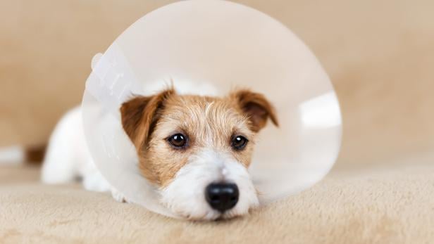 Patienten, die am Verband zupfen, brauchen einen Trichter. Ein Hund liegt mit Schutztrichter am Hals auf einer Decke.