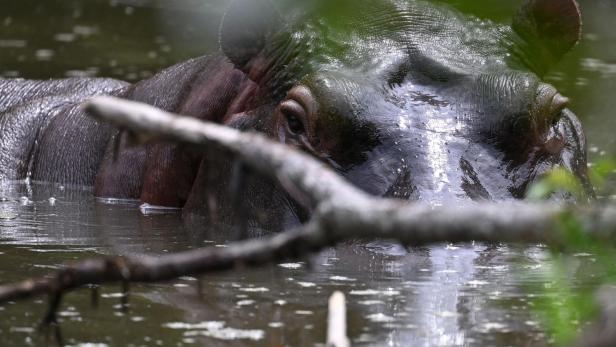 COLOMBIA-ANIMAL-HIPPO-ESCOBAR Flusspferd griff Boot an: Elf Opfer nach tödlicher Attacke