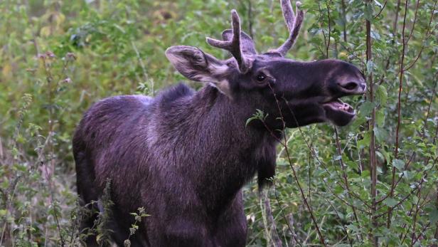 NIEDERÖSTERREICH: ELCH "EMIL" IN ST. PÖLTEN Elch Emil steht auf einer Wiese in St. Pölten und frisst.