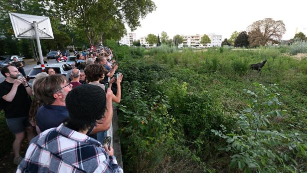 NIEDERÖSTERREICH: ELCH "EMIL" IN ST. PÖLTEN NIEDERÖSTERREICH: ELCH "EMIL" IN ST. PÖLTEN