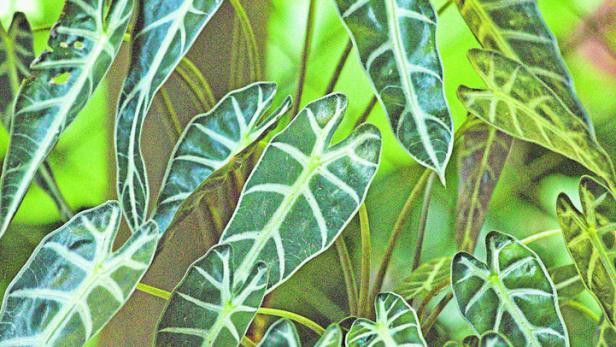 Vase with devorative plant alocasia Polly Vase with devorative plant alocasia Polly