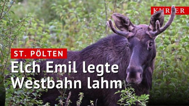 Elch „Emil“ sorgt für Chaos auf der Westbahnstrecke