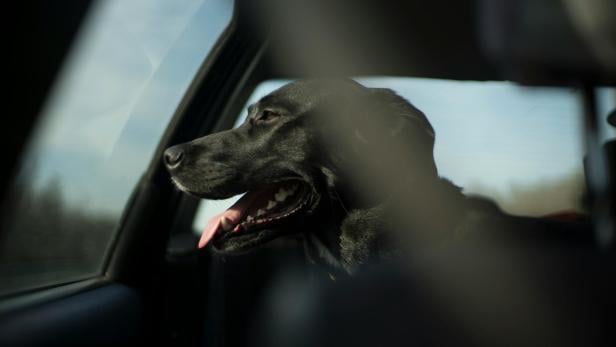 Hund in Auto Schwarzer mittelgroßer Hund schaut aus dem Autofenster