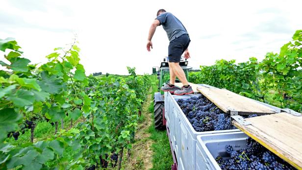 ++ THEMENBILD ++ WEINLESE / WEINBAU