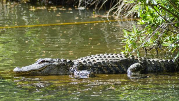 Krokodil im Wasser
