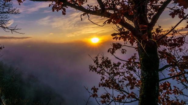 Sternenschau im September: Kraftvolle Impulse Sonnenuntergang, lila, im Vordergrund ein Baum