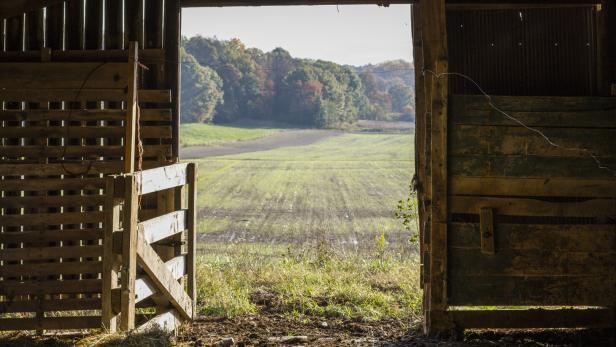 Looking Out a Barn Door