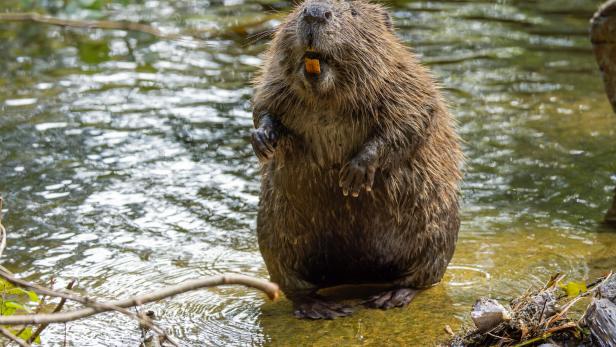Ein Biber steht in flachem Wasser