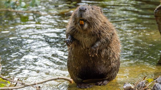 Ein Biber steht in flachem Wasser.