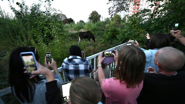 Elch Emil steht im Grünen. An einem Zaun haben sich viele Menschen versammelt, um das Tier mit ihrem Handy zu fotogragieren.